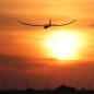 Preview: E-flite Night Radian RC Elektro Segelflugzeug 2.0m PNP LED beleuchtet - EFL36750