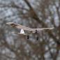 Preview: E-flite UMX Slow Ultra Stick Micro RC-Flugzeug BNF Basic with AS3X and SAFE Select - EFLU03050