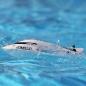 Preview: Proboat Jet Jam 12" Pool Racer, Brushed, White: RTR - PRB08031V2T2